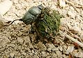 Dung beetle (Scarabaeinaee ) Subfamily: Geotrupidae