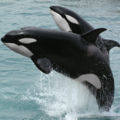 Thumbnail for version as of 18:27, 15 December 2006