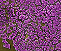 Thumbnail for version as of 03:32, 6 March 2009