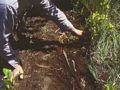 Reduced suckering outside fabric. Chokecherry roots on top of soil immediately under, and parallel to fabric edge. Fabric has been removed.
