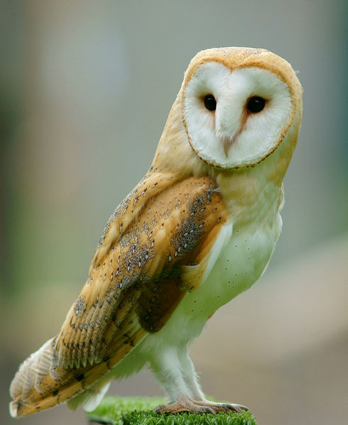File:Tyto Alba 1.jpg