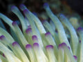 The tentacles are the defense for anemones, containing a poison form called nematocyte