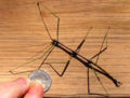 size of a normal phasmatodea