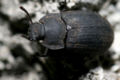 Unidentified beetle