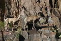 Bighorn sheep (Ovis canadensis) at the Grand Canyon