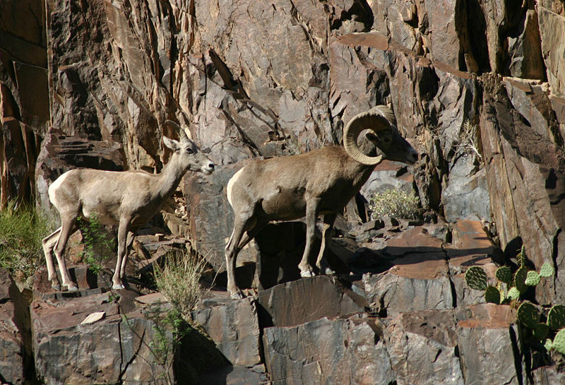 File:Bighorn sheep.jpg