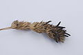 Ergot (Claviceps purpurea)