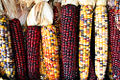 Maize (Zea mays L.)