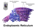 Thumbnail for version as of 04:44, 29 January 2015