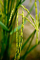 Thumbnail for version as of 17:45, 25 May 2009
