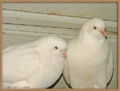 Rock pigeons (Columba livia domestica) - West England Tumblers