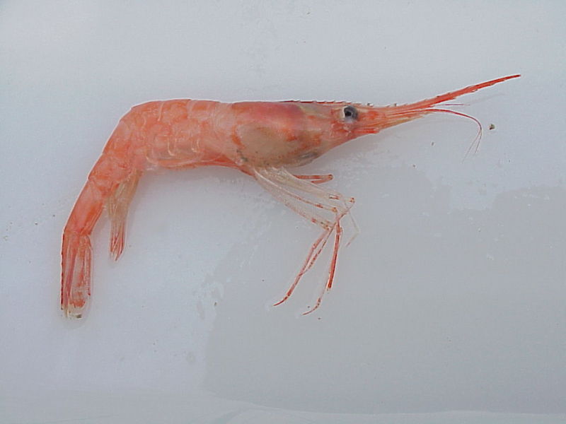 File:Pinkshrimp.jpg