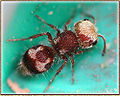 Velvet Ant (female) (Pseudomethoca contumax ) Subfamily: Pseudomethoca