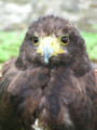 Golden eagle (Aquila Chrysaetos)