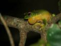 Australian green tree frog (L. caerulea ) binomial name: Litoria caerulea