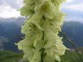 (Aconitum lycoctonum) A species of Aconitum