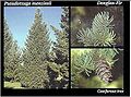Thumbnail for version as of 18:22, 6 June 2011