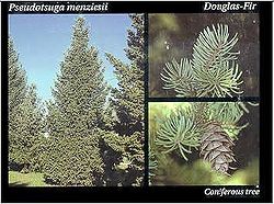Douglas fir anatomy.jpg