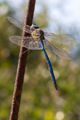 Emperor Dragonfly (Anax imperator) Family: Aeshnidae