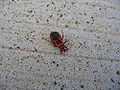 Red Assassin Bug (Haematoloecha rubescens) Subfamily:Ectrichodiinae