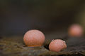 Wolf's Milk or Toothpaste Slime (Lycogala epidendrum) Infraphylum: Mycetozoa Order: Liceales
