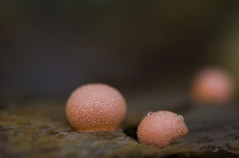 File:LycogalaEpidendrum.jpg