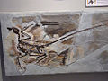 Thumbnail for version as of 08:28, 30 November 2008