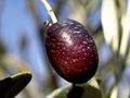 Olive Fruit (Olea Europaea)
