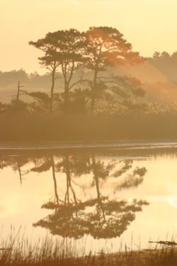 Pinus taeda1.jpg