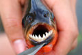 Black Piranha (Serrasalmus rhombeus) Genera: Serrasalmus