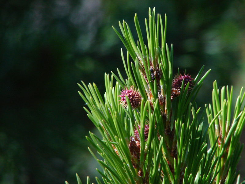 File:Ponderosa Pine Cone.jpg