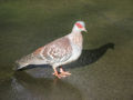 Speckled pigeon (Columba guinea)