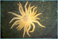 Sunflower starfish (Pychopodia helianthoides) Order: Forcipulatida