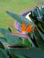 Bird of Paradise (Strelitzia reginae)