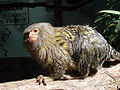Pygmy Marmoset - Mogo Zoo, New South Wales, Australia.