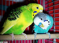 Thumbnail for version as of 05:15, 19 November 2008