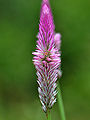 Thumbnail for version as of 04:24, 23 May 2012