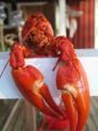 Signal crayfish (Pacifastacus leniusculus) Order: Decapoda
