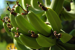 Developing Plantains.jpg