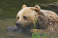 European Brown Bear