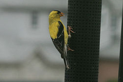 Goldfinch6.jpg