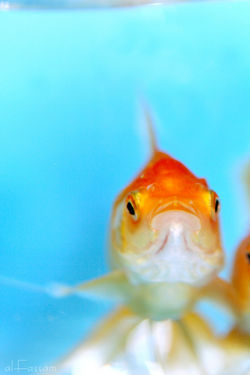 Goldfish1.jpg