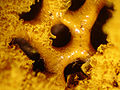 Hemitrichia serpula Infraphylum: Mycetozoa Order: Trichiales spores and capillitium clearly visible (see reproduction section)