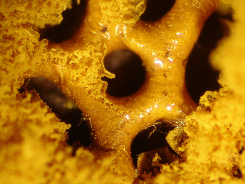 File:HemitrichiaSerpula.jpg