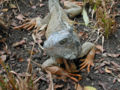 Thumbnail for version as of 07:47, 2 January 2007