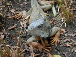 Iguanagreenorangegrey.jpg