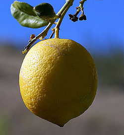 Lemon 1.jpg