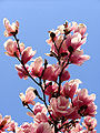 Thumbnail for version as of 00:37, 14 May 2010