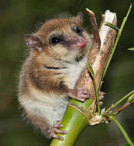 File:Monito del monte.jpg