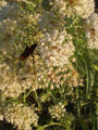 A tarantula Hawk Hidden in its surroundings